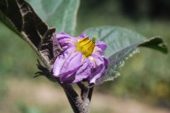 Solanum melongena - Aubergine 2.jpg